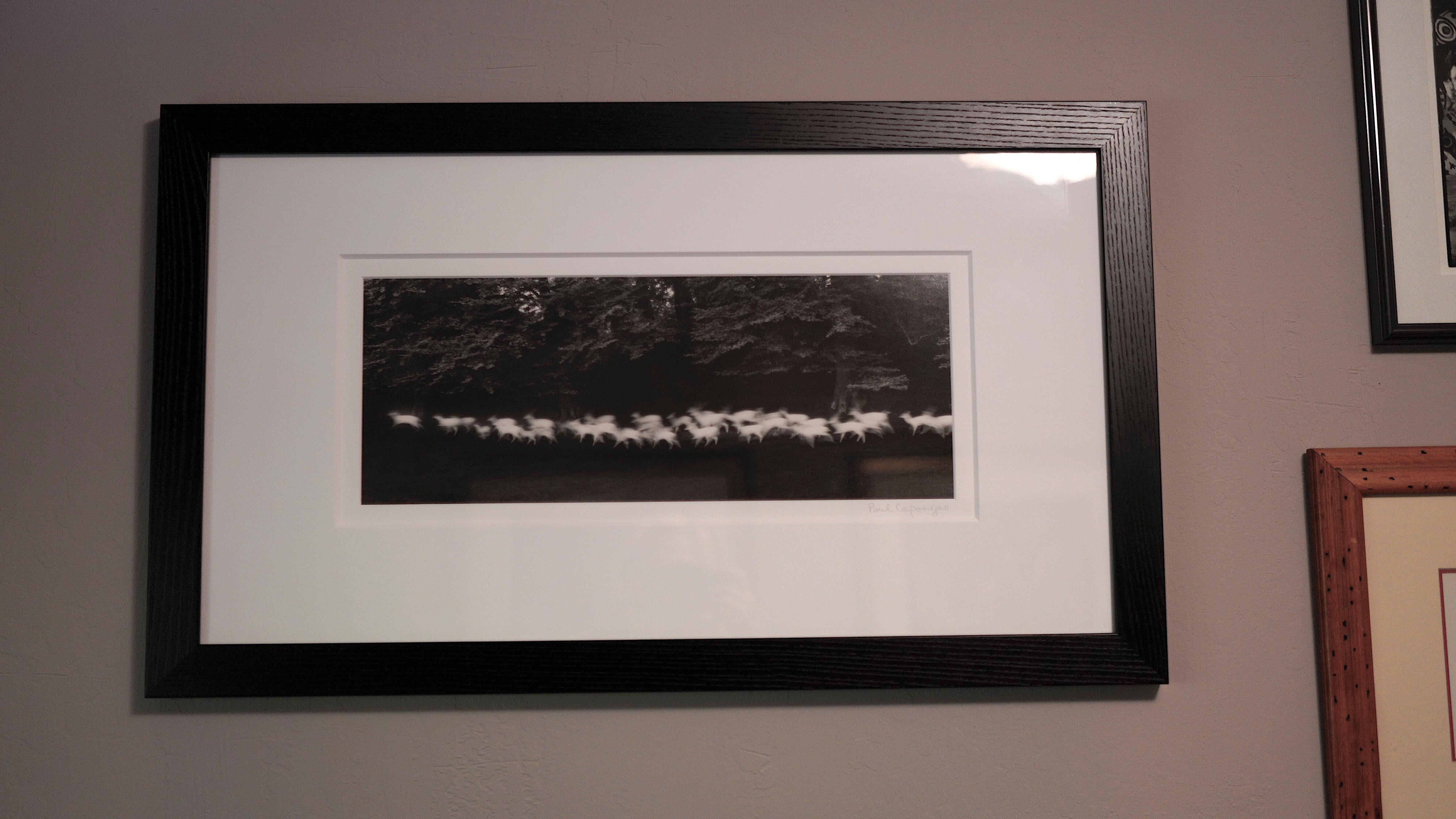 Corsa del cervo bianco - Black and White Photograph Nero di Paul Caponigro