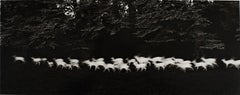 Whiting White Deer (cerf blanc)