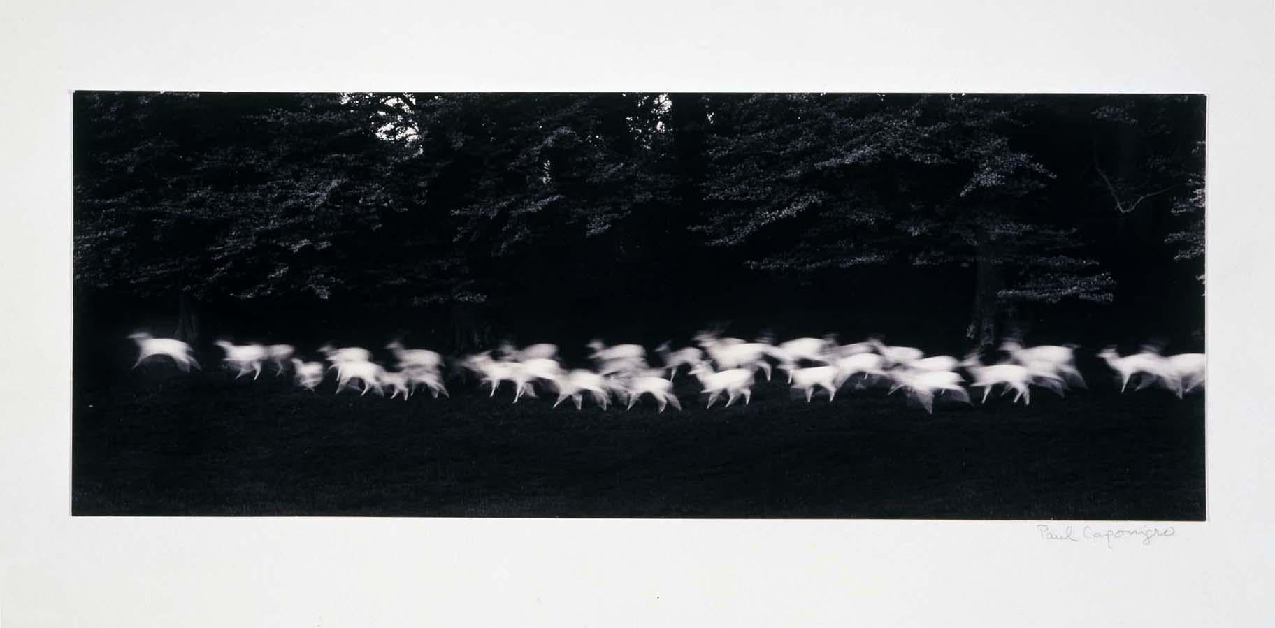 Paul Caponigro Black and White Photograph - Running White Deer
