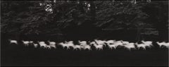 Whiting White Deer (cerf blanc)