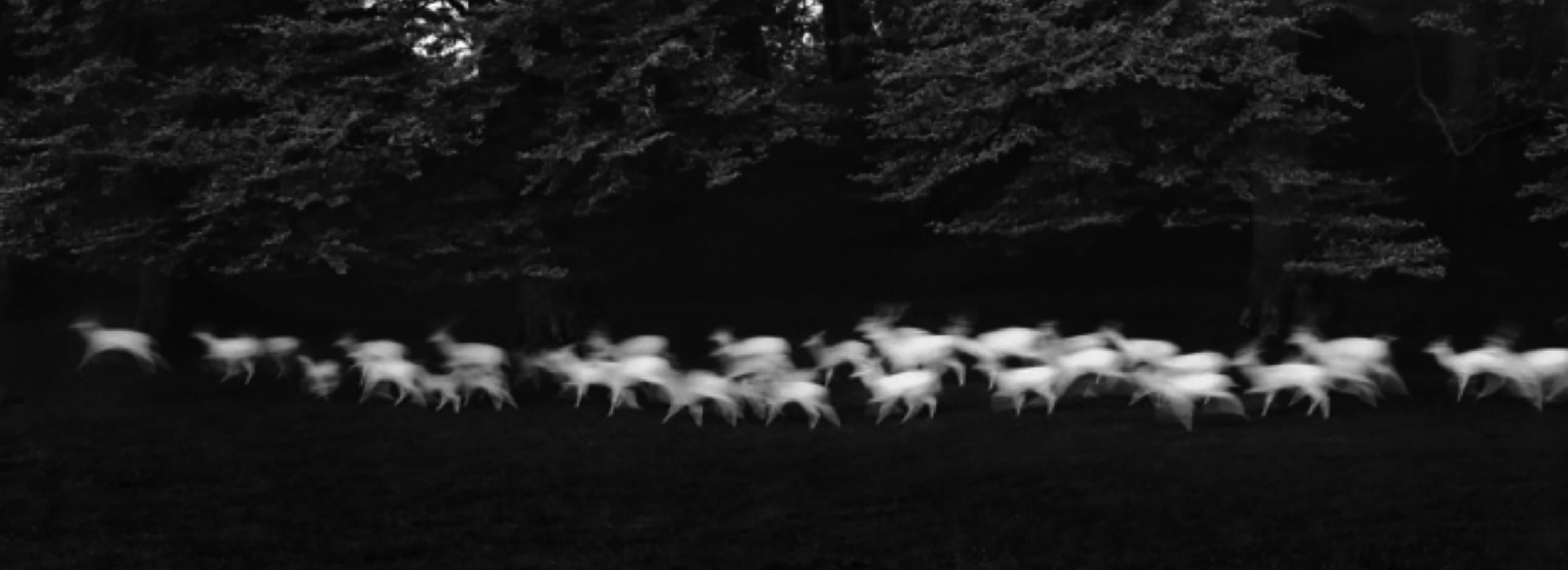 Paul Caponigro Black and White Photograph - Running White Deer, Wicklow, Ireland