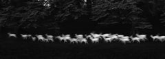 Vintage Running White Deer, Wicklow, Ireland