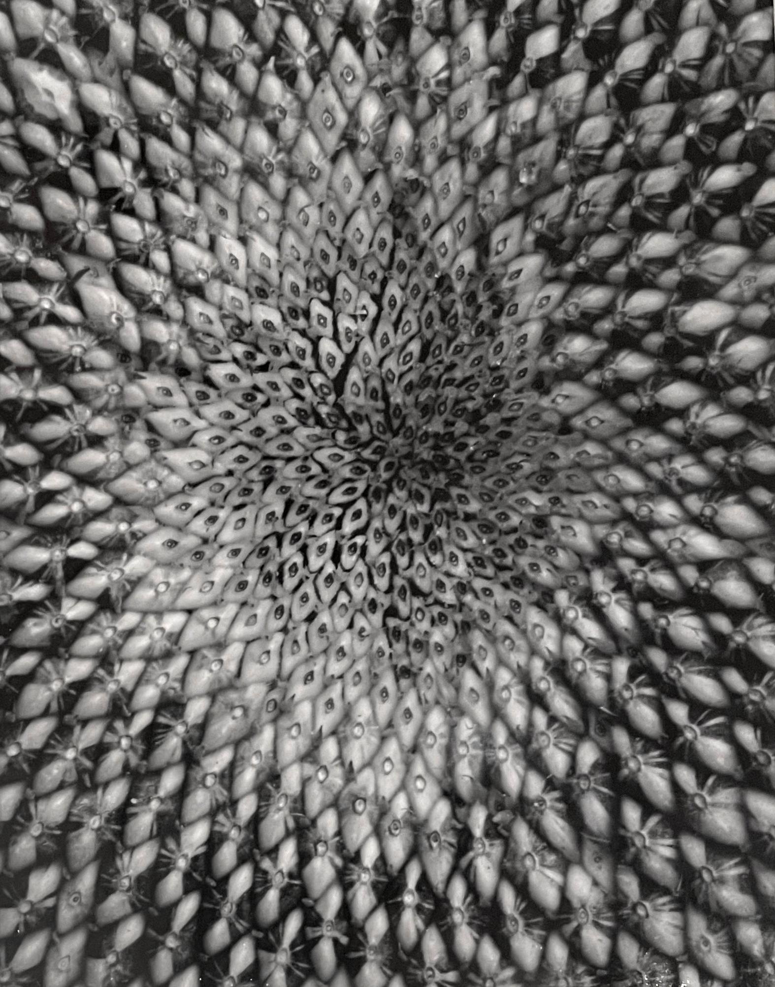 Paul Caponigro Still-Life Photograph - Sunflower Center, Winthrop, MA, 1965