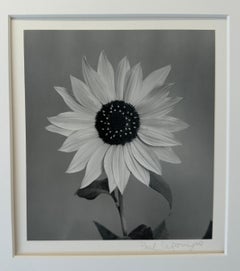 Sunflower - Unique