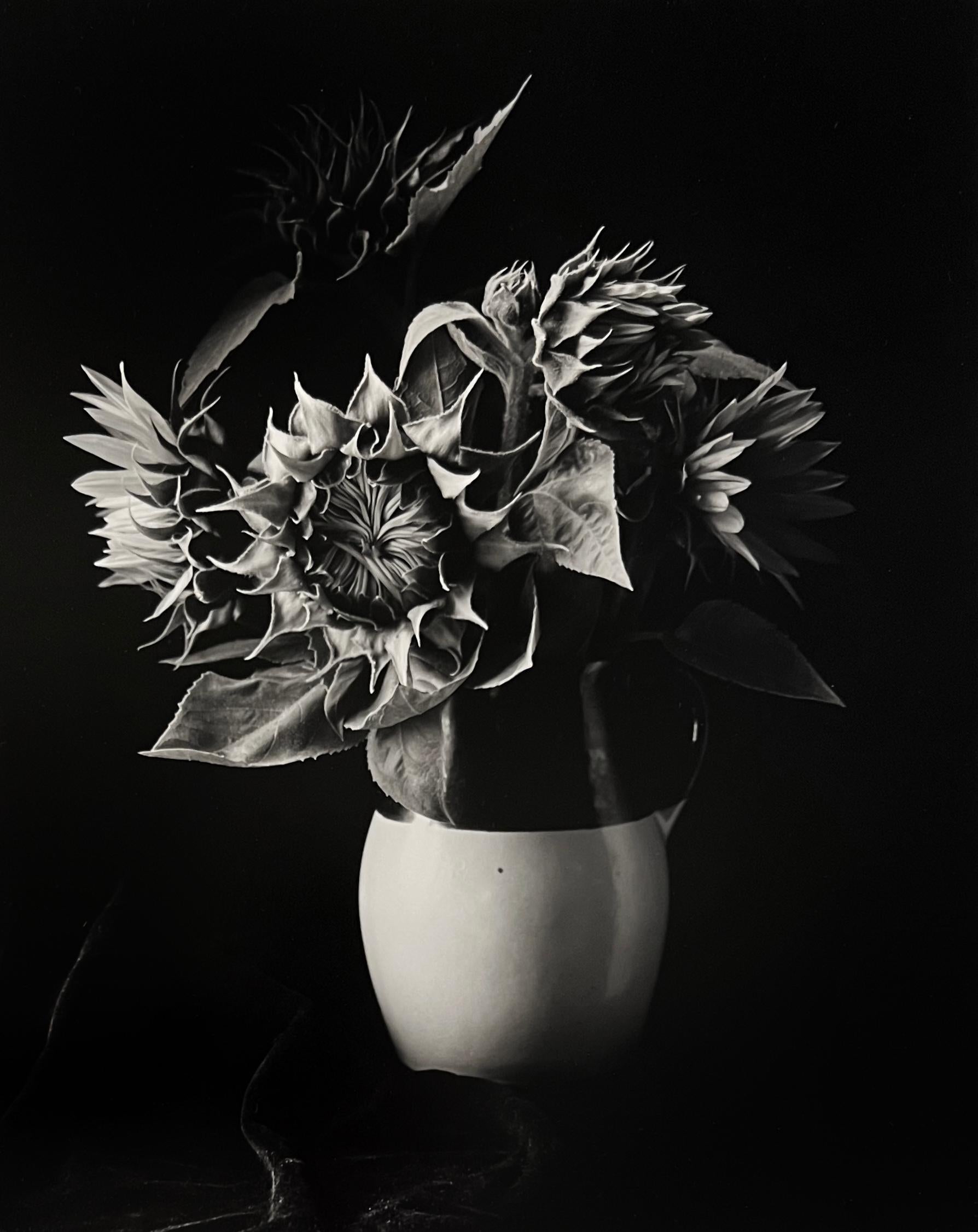 Still-Life Photograph Paul Caponigro - Vase Sunflower de Millerton, NY