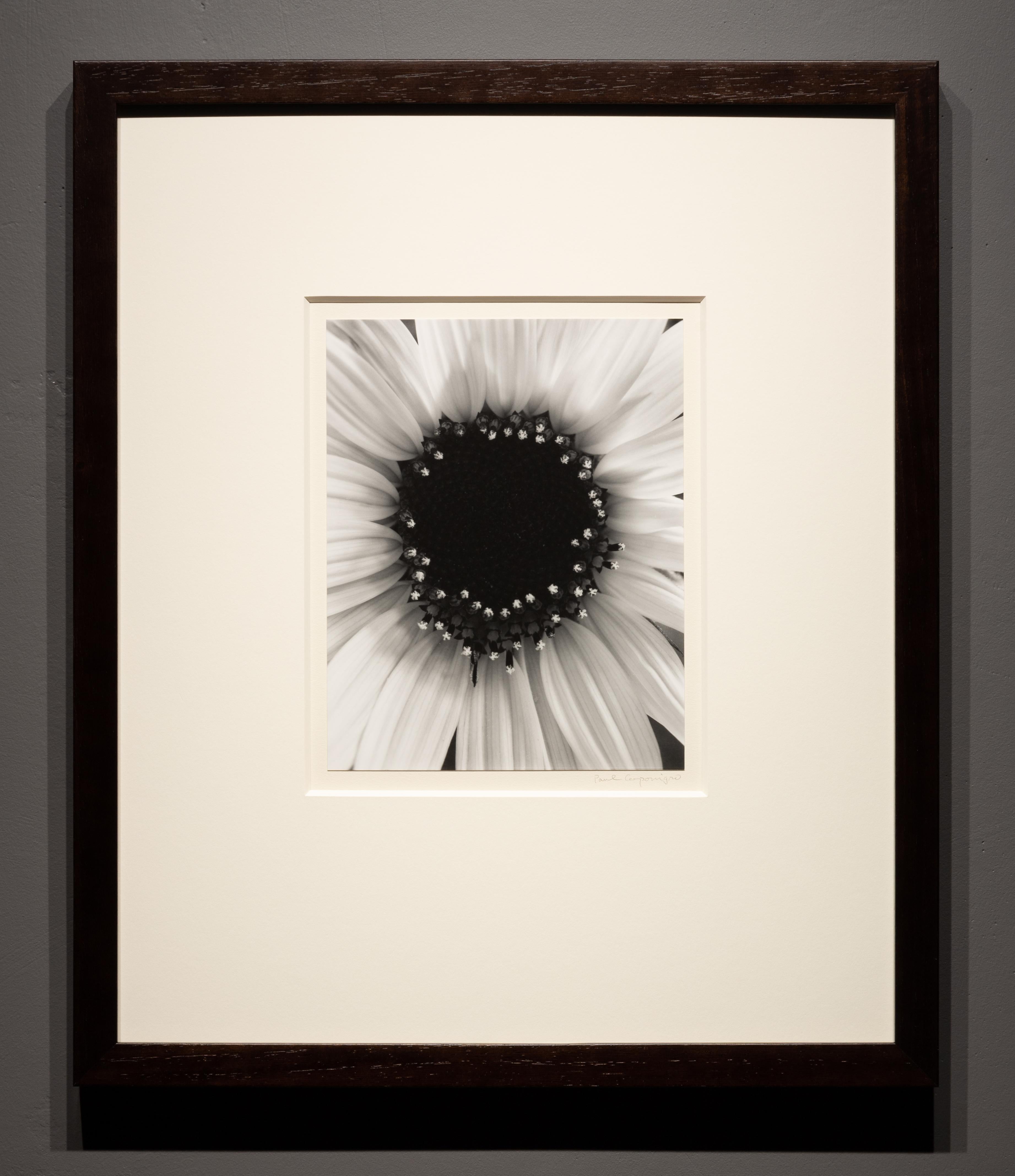 Sunflower, Winthrop, MA - Photograph by Paul Caponigro