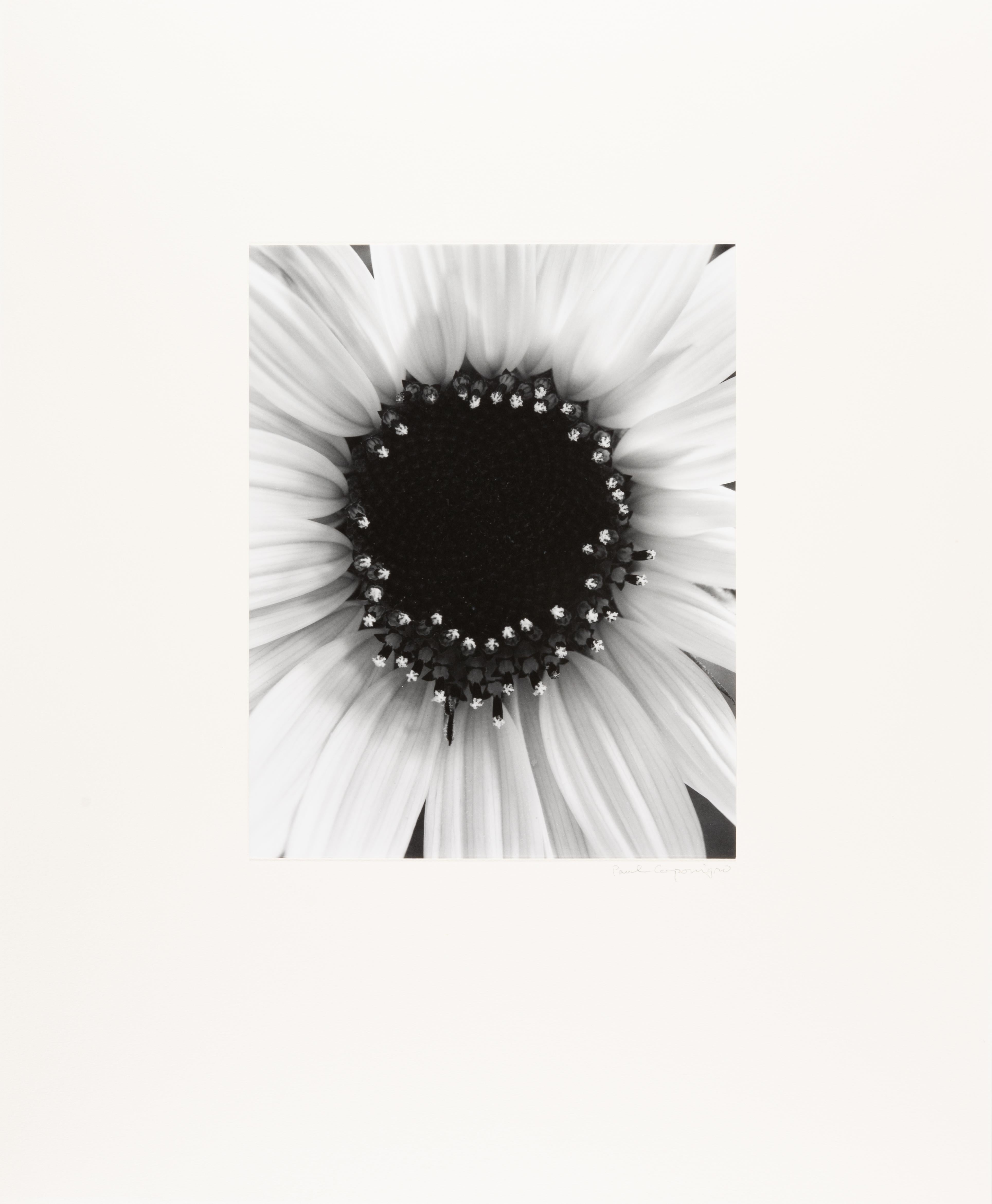 Sunflower, Winthrop, MA - Modern Photograph by Paul Caponigro