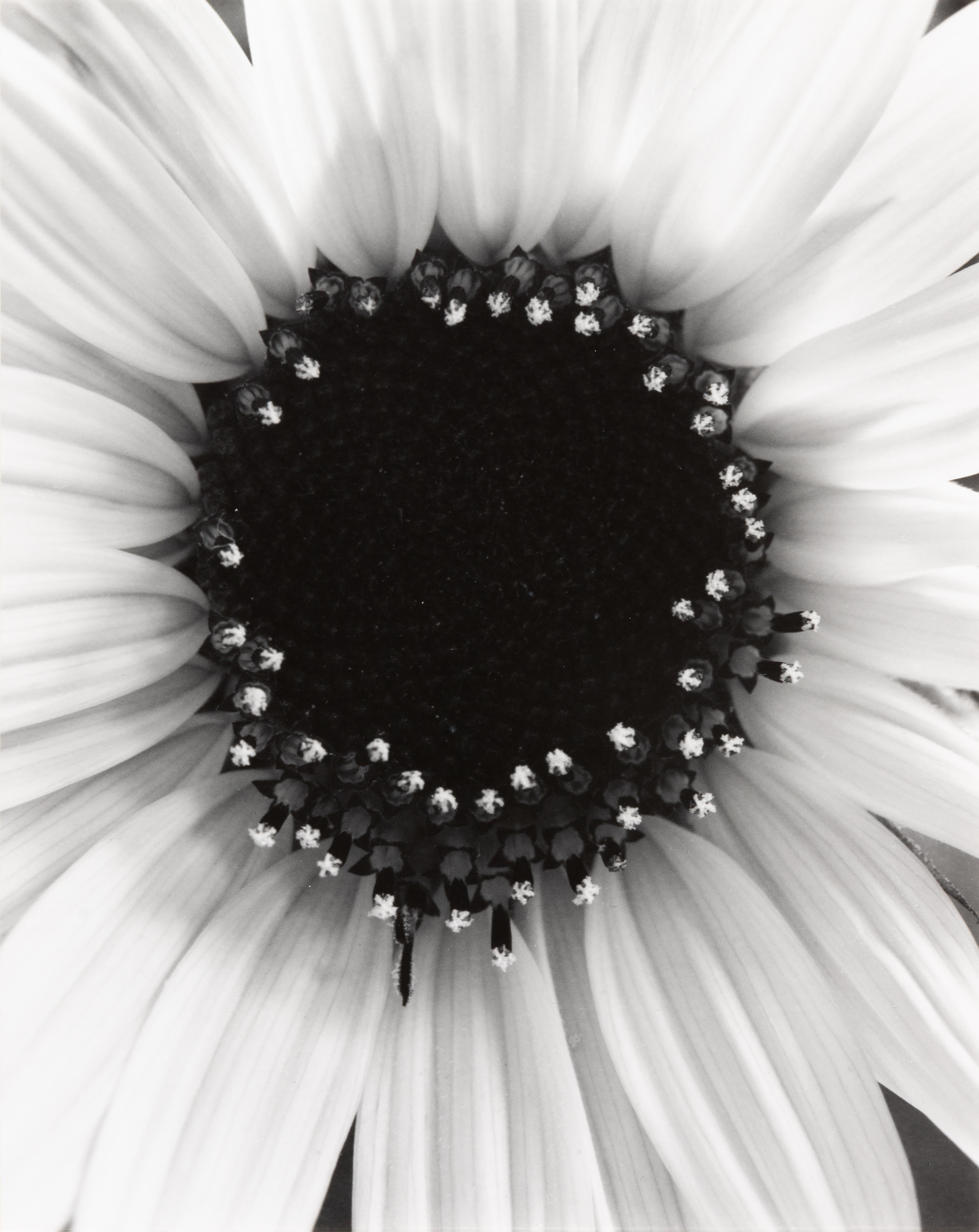 Sunflower, Winthrop, MA