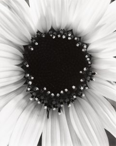 Sunflower, Winthrop, MA