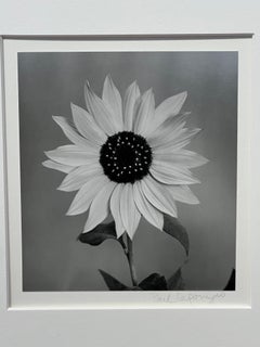 Sunflower, Winthrop, Maine