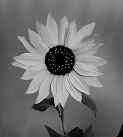 Sunflower, Winthrop, Maine