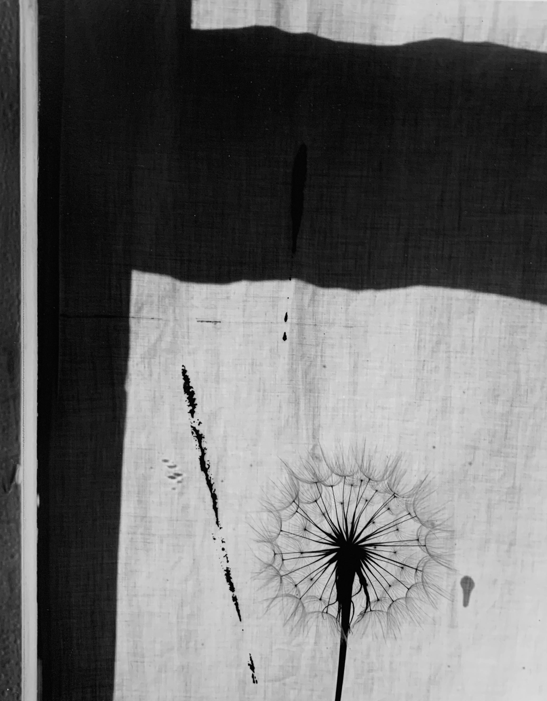 Black and White Photograph de Paul Caponigro - Cardo y ventana, 1958