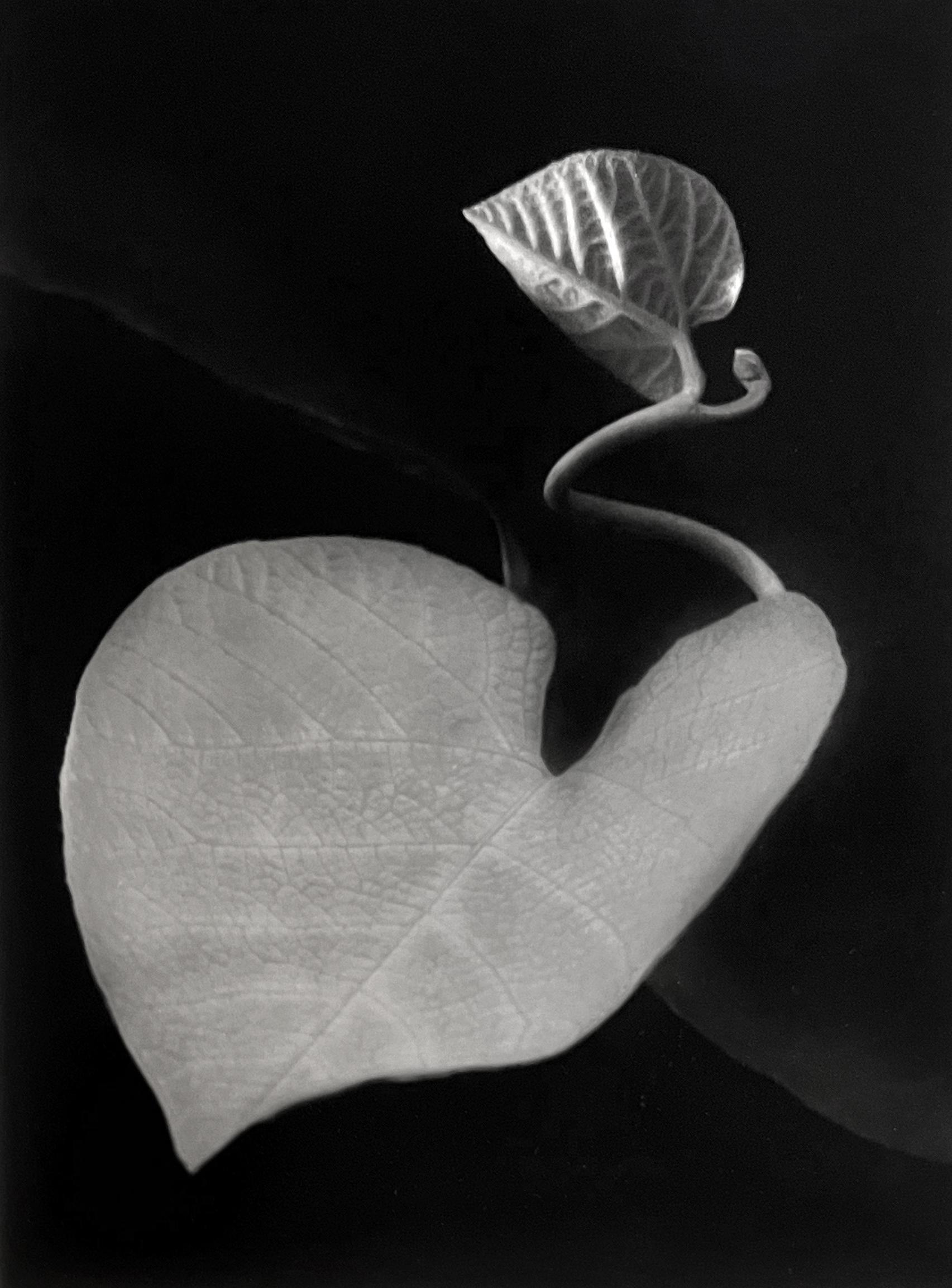 Paul Caponigro Black and White Photograph - Two leaves, Rochester, NY, 1963