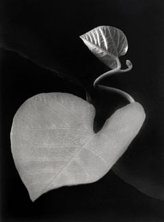 Two leaves, Rochester, NY, 1963