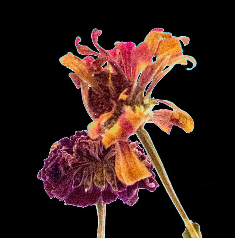 Blumenstudie 13: Stillleben-Farbfotografie mit getrockneten Blumen auf schwarzem Feld – Photograph von Paul Cava