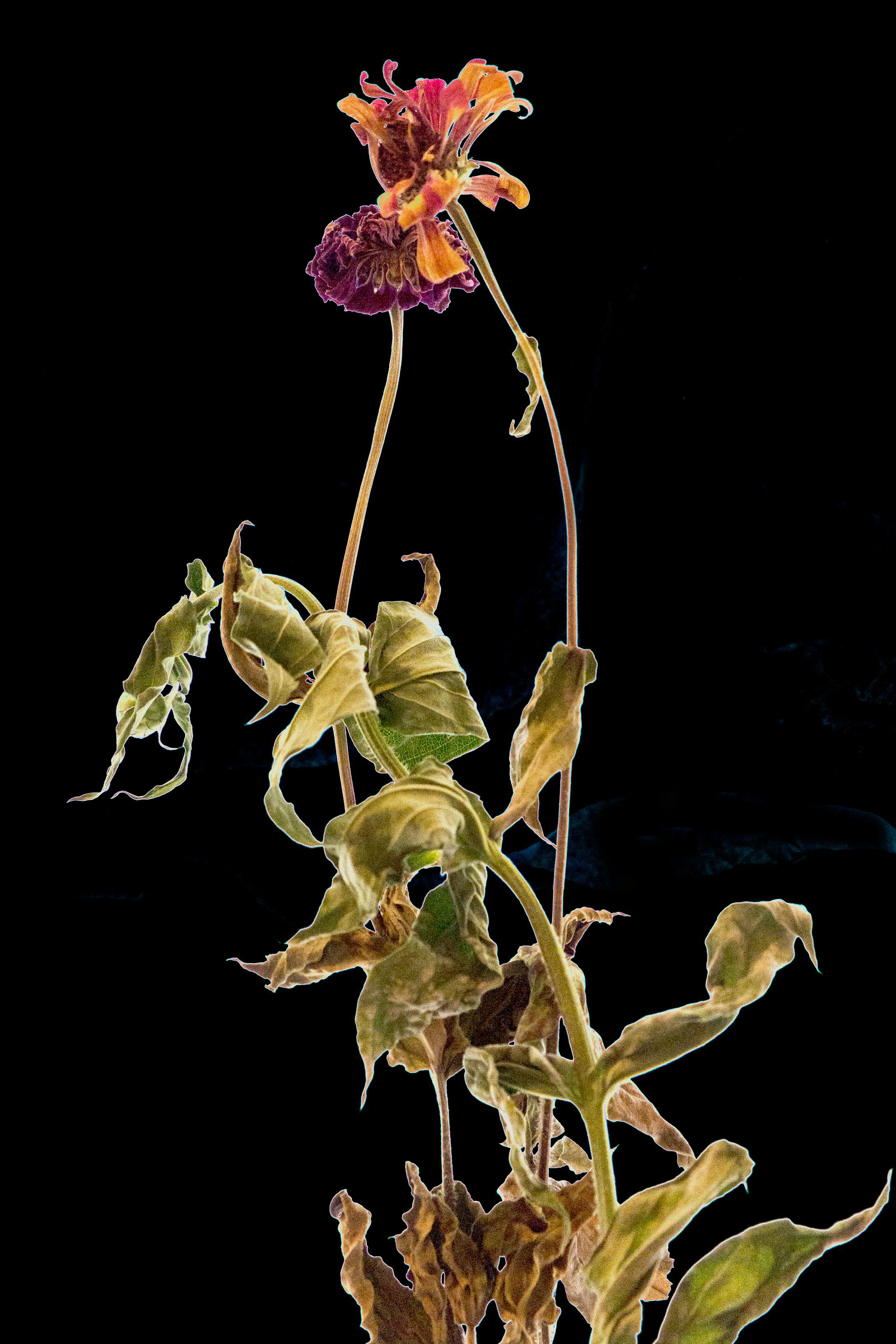 Étude florale 13 : photographie de nature morte couleur avec fleurs séchées sur champ noir, lg