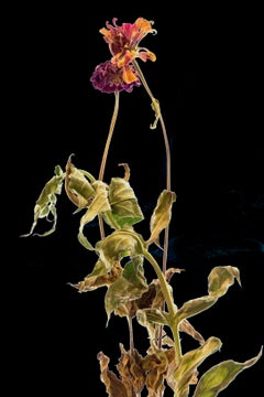 Floral Study 13: still life color photograph w/ dried flowers on black field, lg