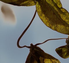 Floral Study 181: still life photograph w/ dried flowers on sky blue field, lg