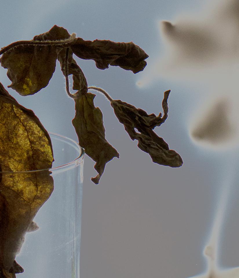 Floral Study 181: still life color photograph w/ dried flowers on sky blue field - Abstract Photograph by Paul Cava