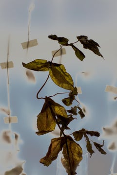 Floral Study 181: still life color photograph w/ dried flowers on sky blue field