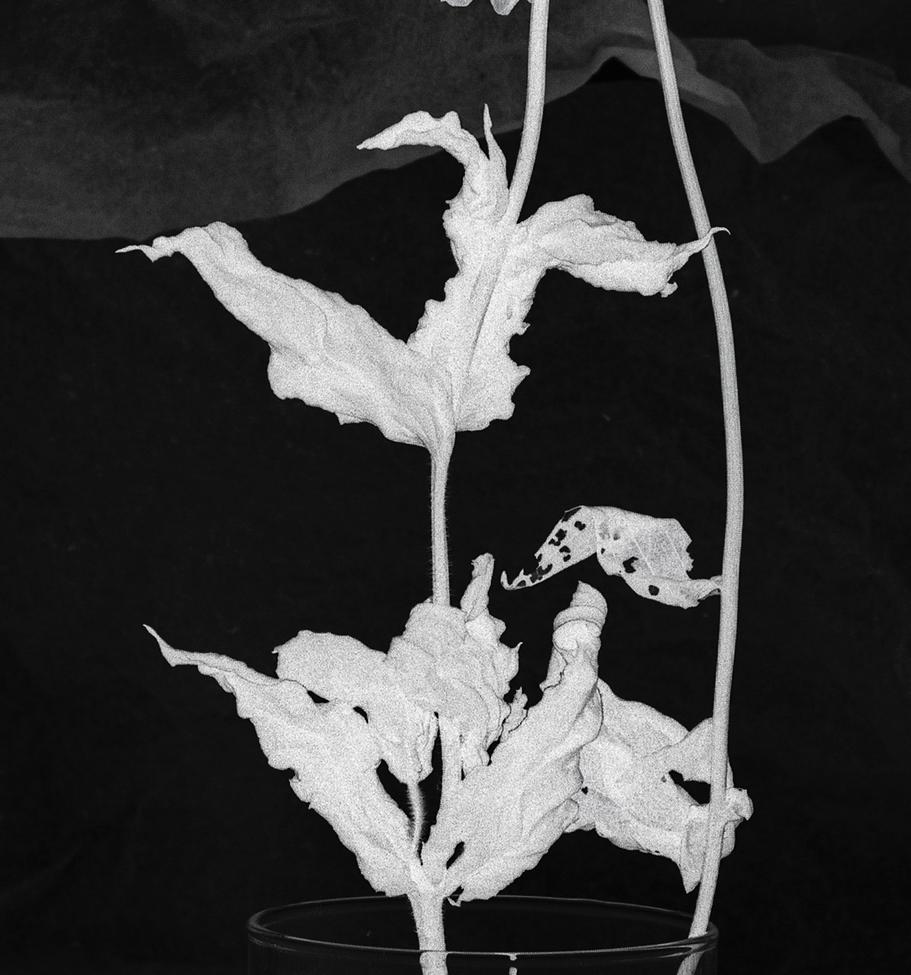 Blumenstudie 246: Stillleben-Fotografie in Schwarz-Weiß mit abstrakten Blumen, groß – Photograph von Paul Cava
