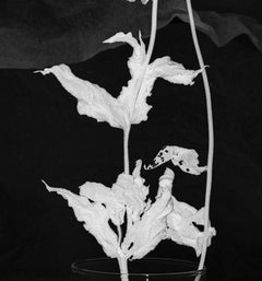 Floral Study 246: still life black & white photograph w/ abstract dried flowers