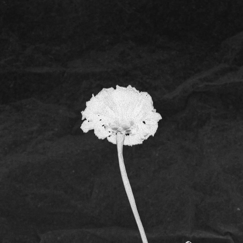 black and white dried flowers