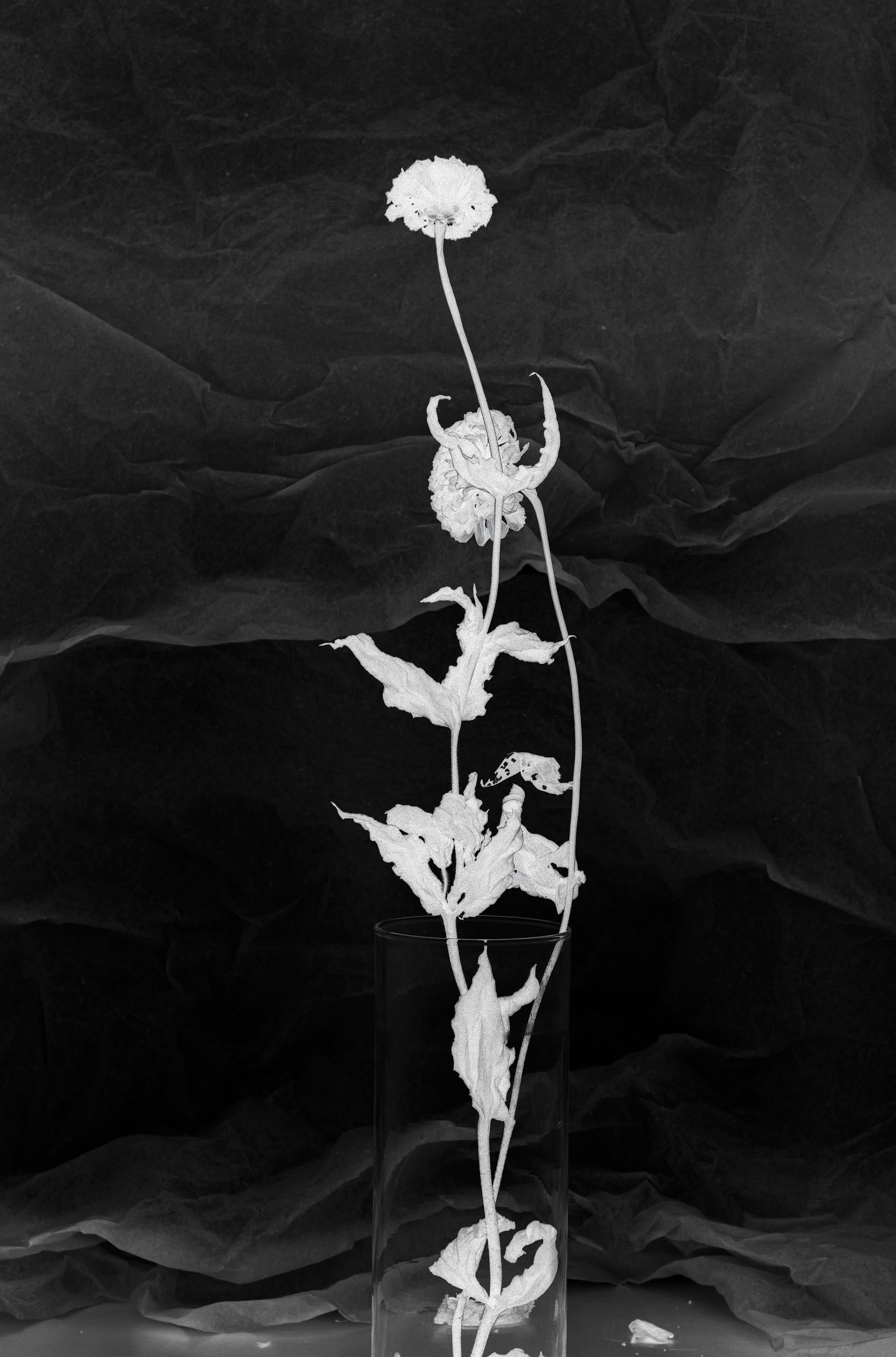 Étude florale 246 : photographie de nature morte en noir et blanc avec fleurs séchées abstraites