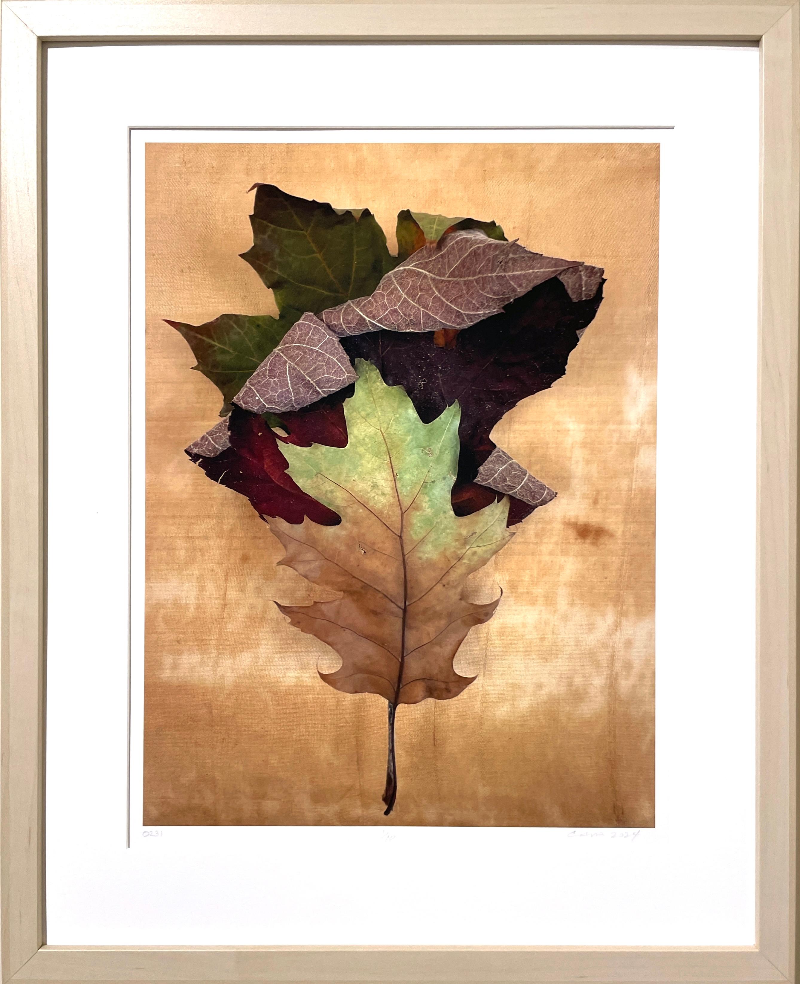Plant Still-life Photography