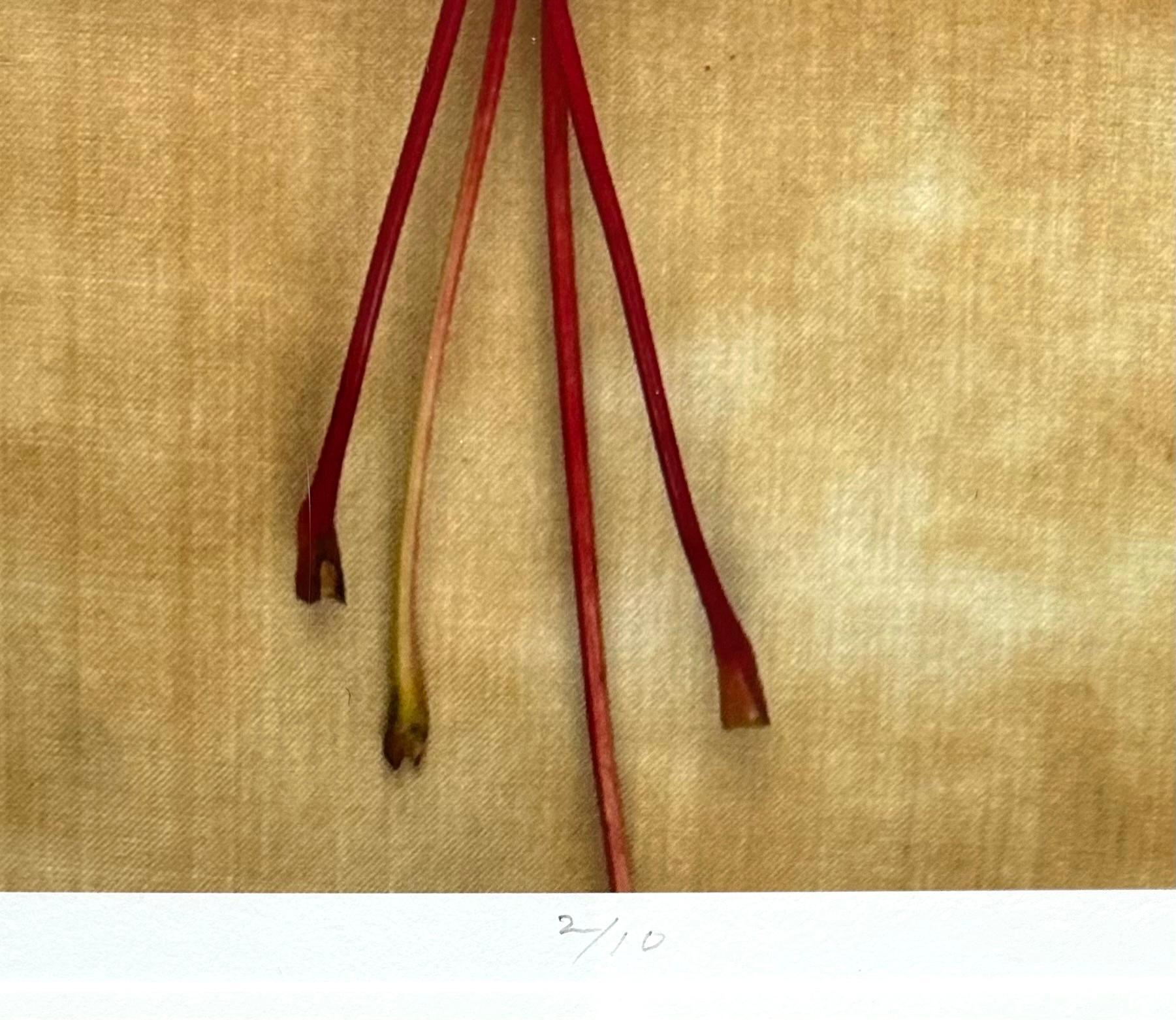 Se trata de una fotografía de pigmento de archivo enmarcada del artista Paul Cava que representa una hoja otoñal muy detallada en una disposición minimalista sobre un fondo texturizado. Está impreso en papel profesional Hahnemuhle Photo Rag. El