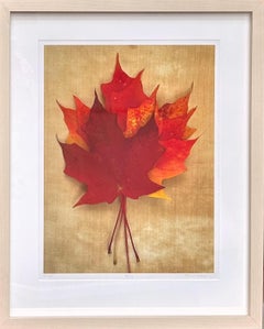 Feuilles encadrées série 0160 : nature morte, photographie de feuilles avec rouge, tons de terre