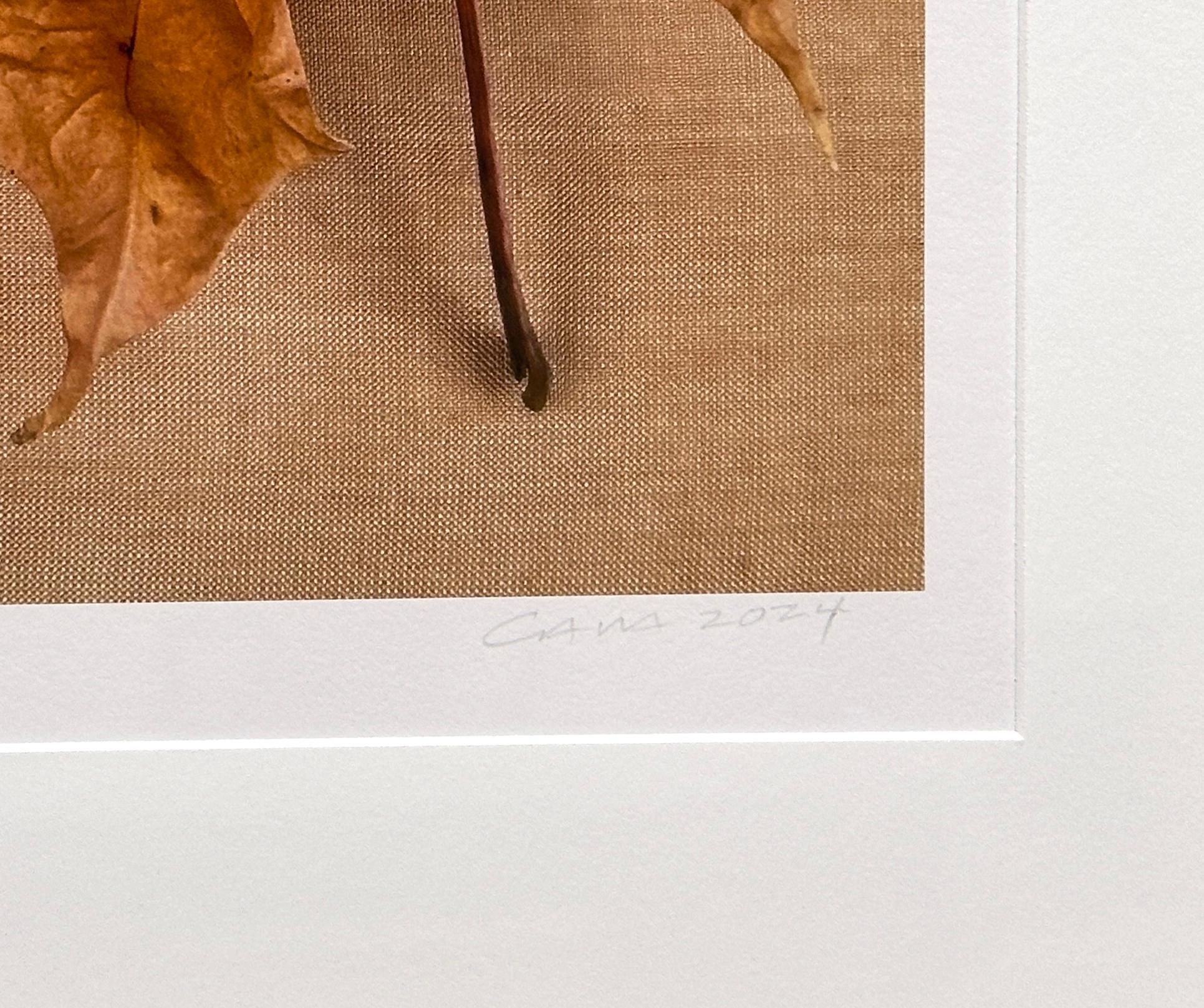 Serie de hojas enmarcadas 0222: fotografía de naturaleza muerta con tonos verdes y tierra - Color Photograph Beige de Paul Cava