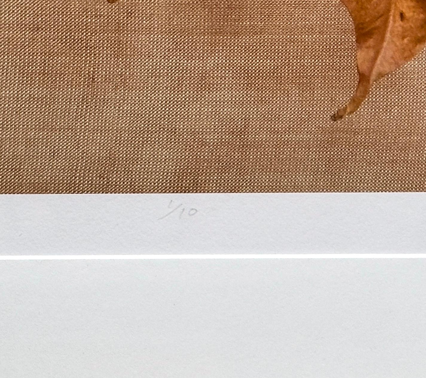 Se trata de una fotografía de pigmento de archivo enmarcada del artista Paul Cava que representa una hoja otoñal muy detallada en una disposición minimalista sobre un fondo texturizado. Está impreso en papel profesional Hahnemuhle Photo Rag. El