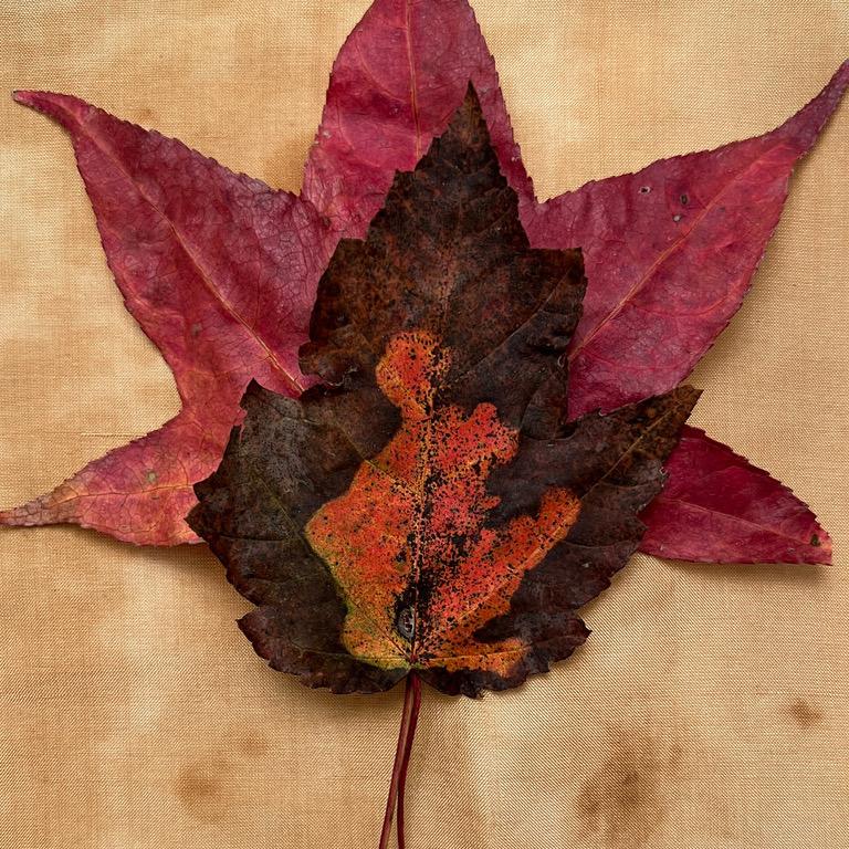 Dies ist eine gerahmte Pigmentfotografie des Künstlers Paul Cava, die ein sehr detailliertes Herbstblatt in einer minimalistischen Anordnung auf einem strukturierten Hintergrund zeigt. Es ist auf Hahnemuhle Photo Rag Professional Papier gedruckt.