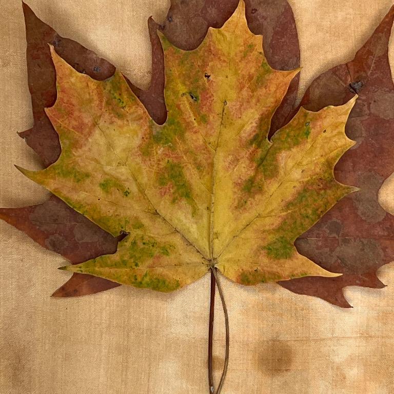 Framed Leaves series 3618: nature still-life minimalist photograph in earth tone - Realist Photograph by Paul Cava