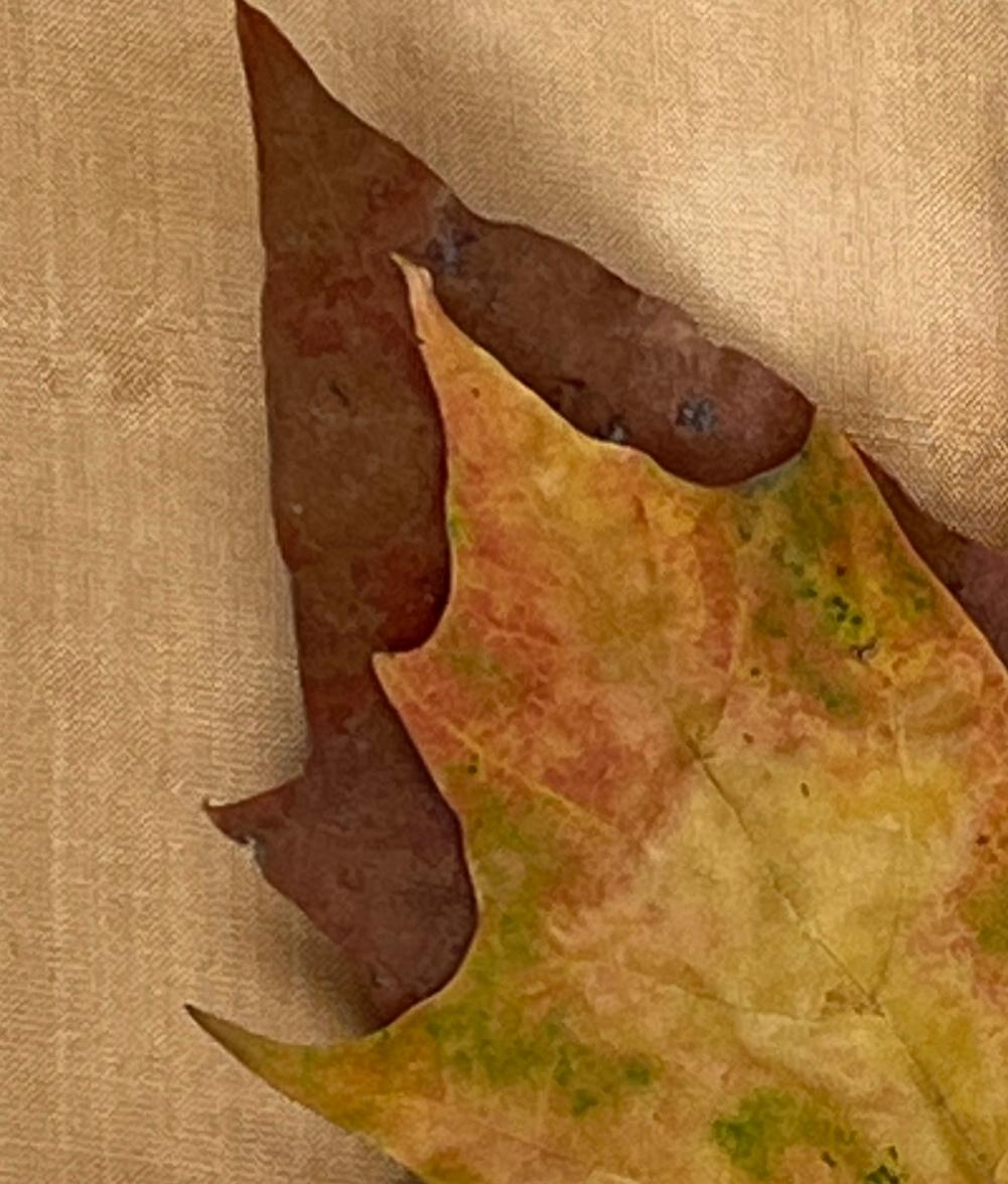 Framed Leaves series 3618: nature still-life minimalist photograph in earth tone - Beige Still-Life Photograph by Paul Cava