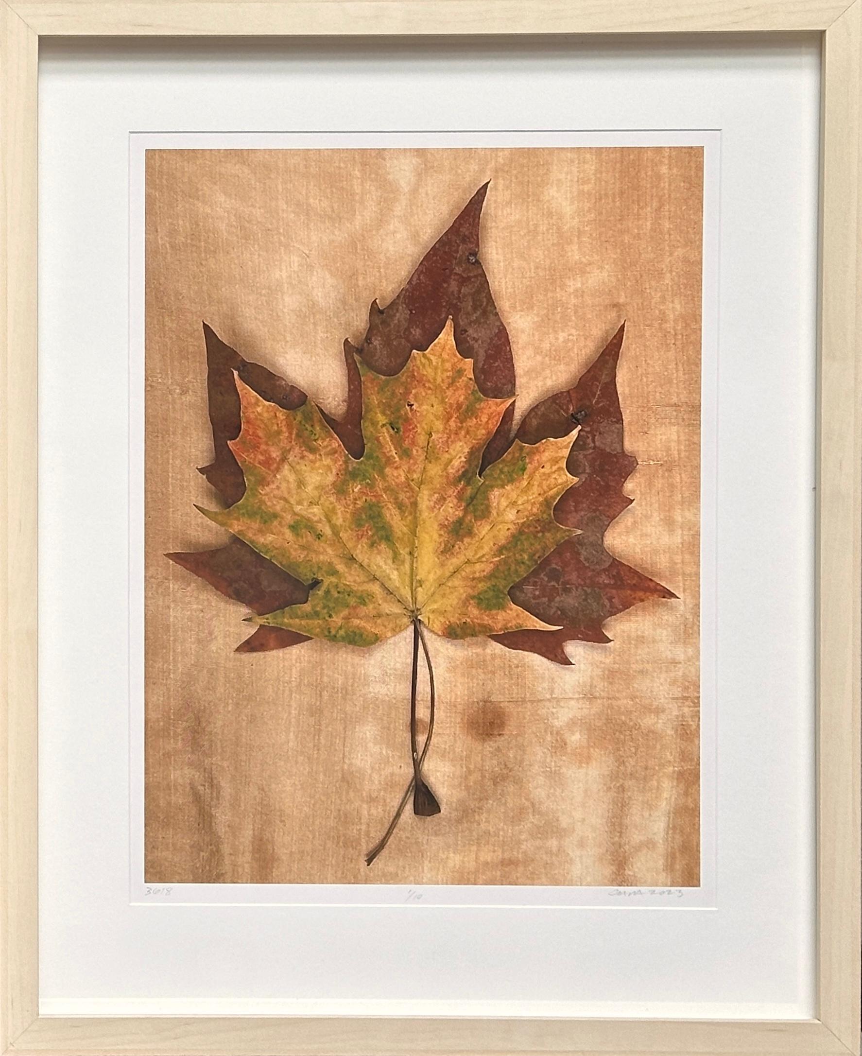 Série encadrée Feuilles 3618 : nature morte minimaliste photographiée dans un ton terreux