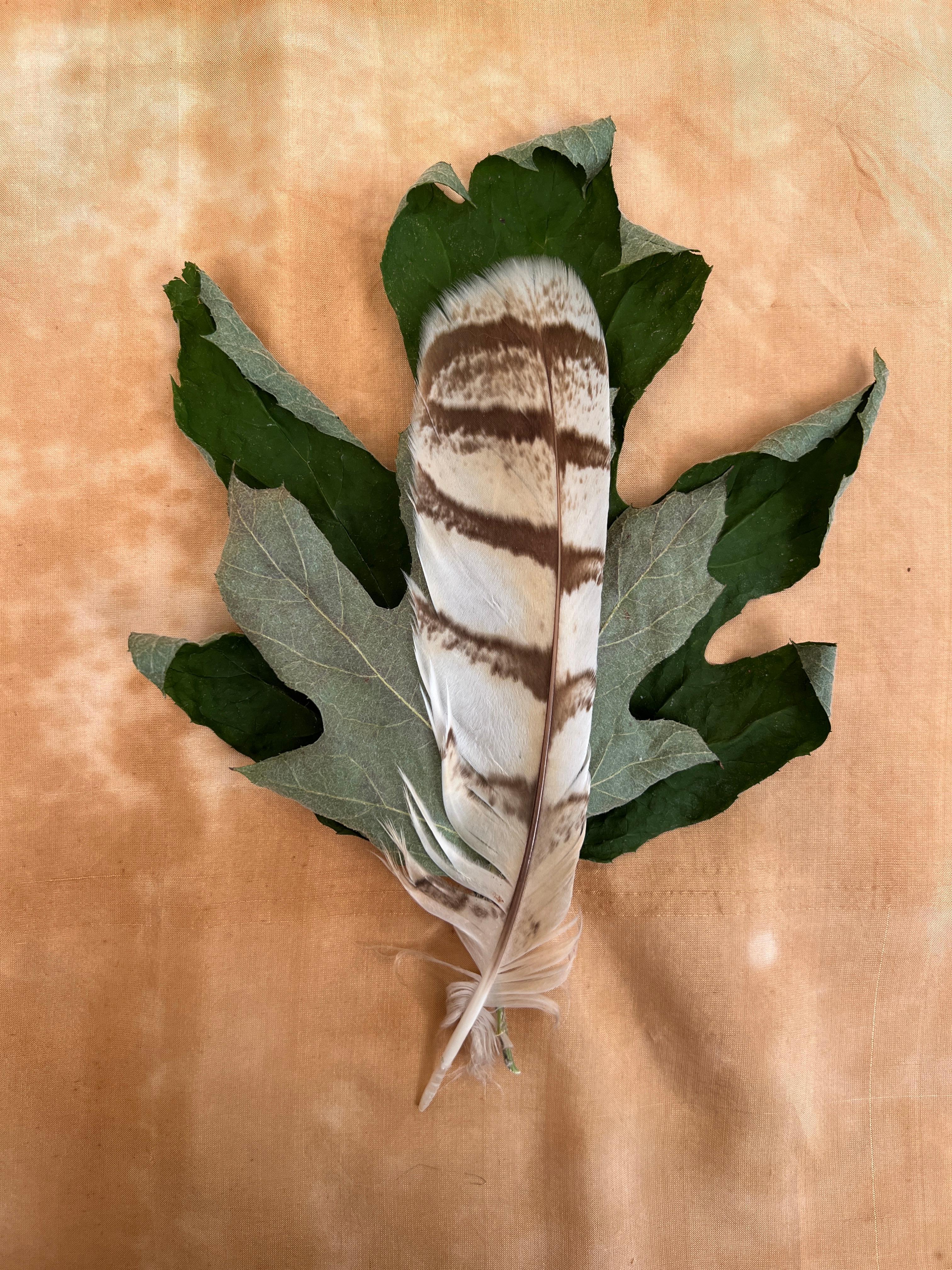 Gerahmte Leaves Serie 4520: Nature Stillleben Foto mit grünem Blatt und Feder (Beige), Color Photograph, von Paul Cava