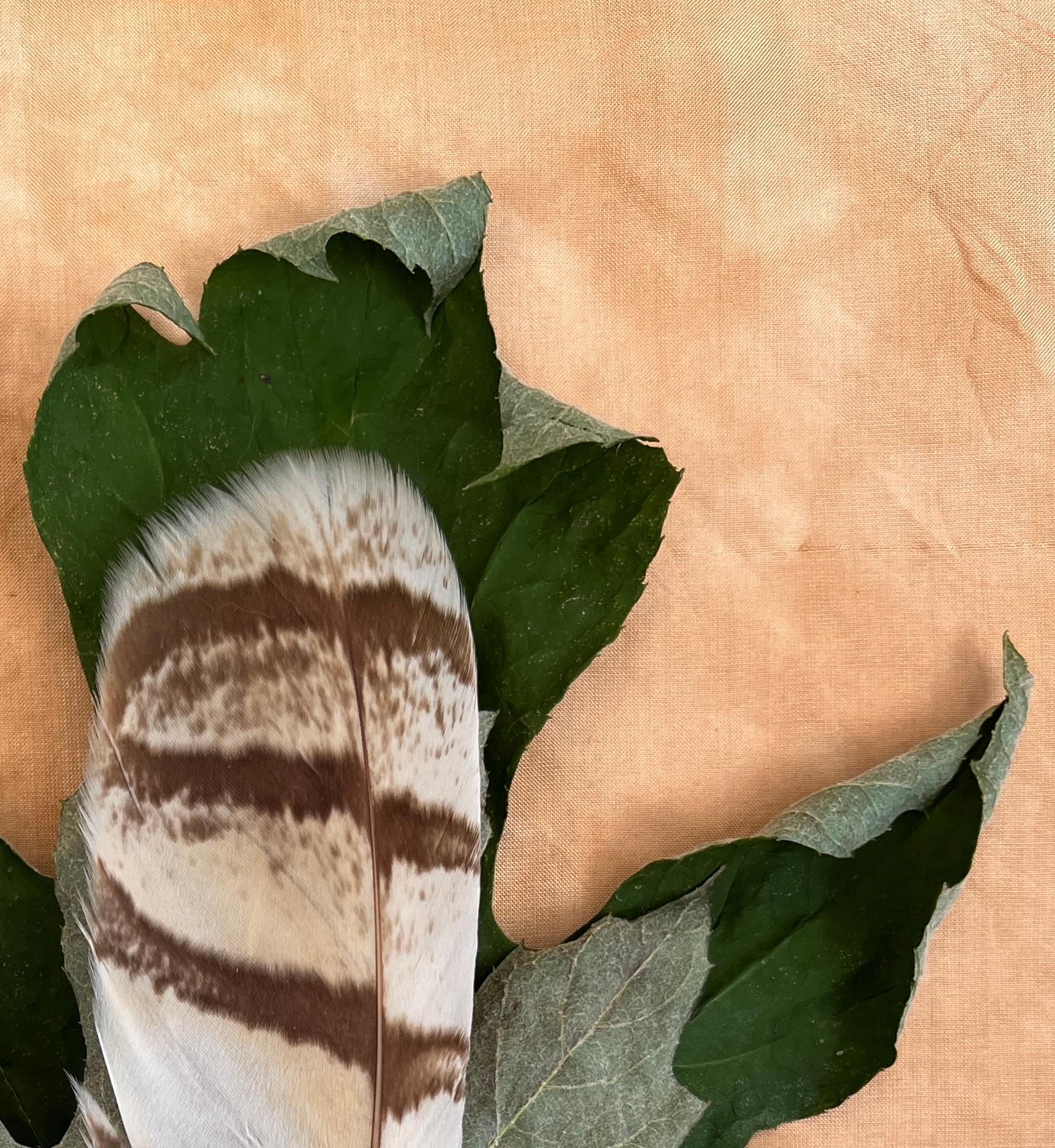 Gerahmte Leaves Serie 4520: Nature Stillleben Foto mit grünem Blatt und Feder im Angebot 1