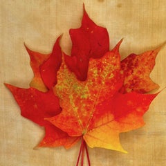 "Leaves" series #0151: nature still-life leaf photograph w/ orange, earth tones