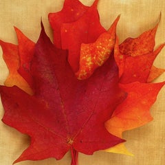 "Leaves" series #0160: nature still-life leaf photograph w/ orange, earth tones