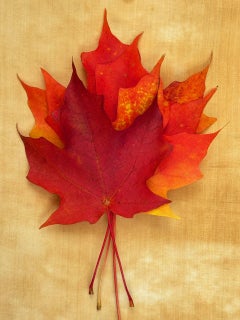 "Leaves" series #0160: nature still-life leaf photograph w/ orange, earth tones