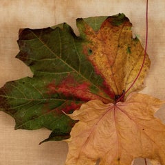 "Leaves" series #0222: nature still-life leaf photograph w/ green, earth tones
