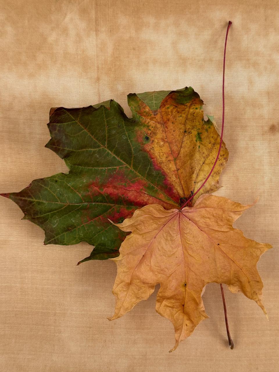 Paul Cava Color Photograph - "Leaves" series #0222: nature still-life leaf photograph w/ green, earth tones