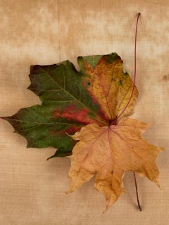 "Leaves" series #0222: nature still-life leaf photograph w/ green, earth tones
