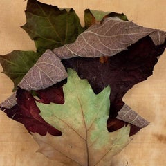 "Leaves" series #0231: nature still-life leaf photograph w/ green earth tones
