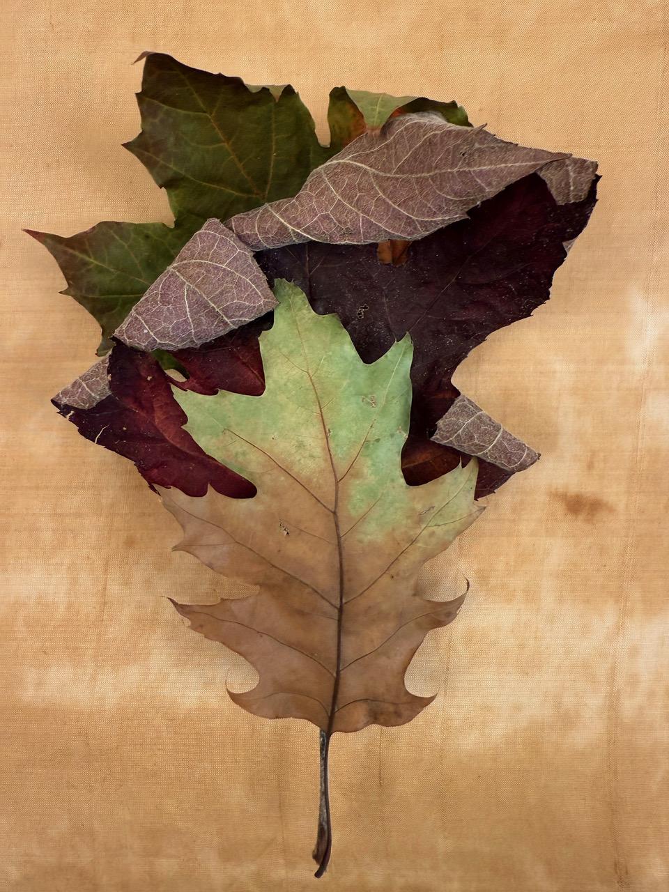 Color Photograph de Paul Cava - "Hojas" serie #0231: fotografía de naturaleza muerta de hojas con tonos verdes tierra