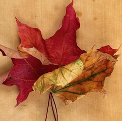 "Leaves" series #0331: nature still-life leaf photograph w/ red, earth tones