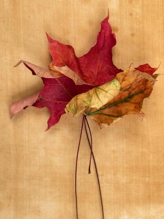 Série "Leaves" #0331 : nature morte photographie de feuilles avec rouge, tons de terre