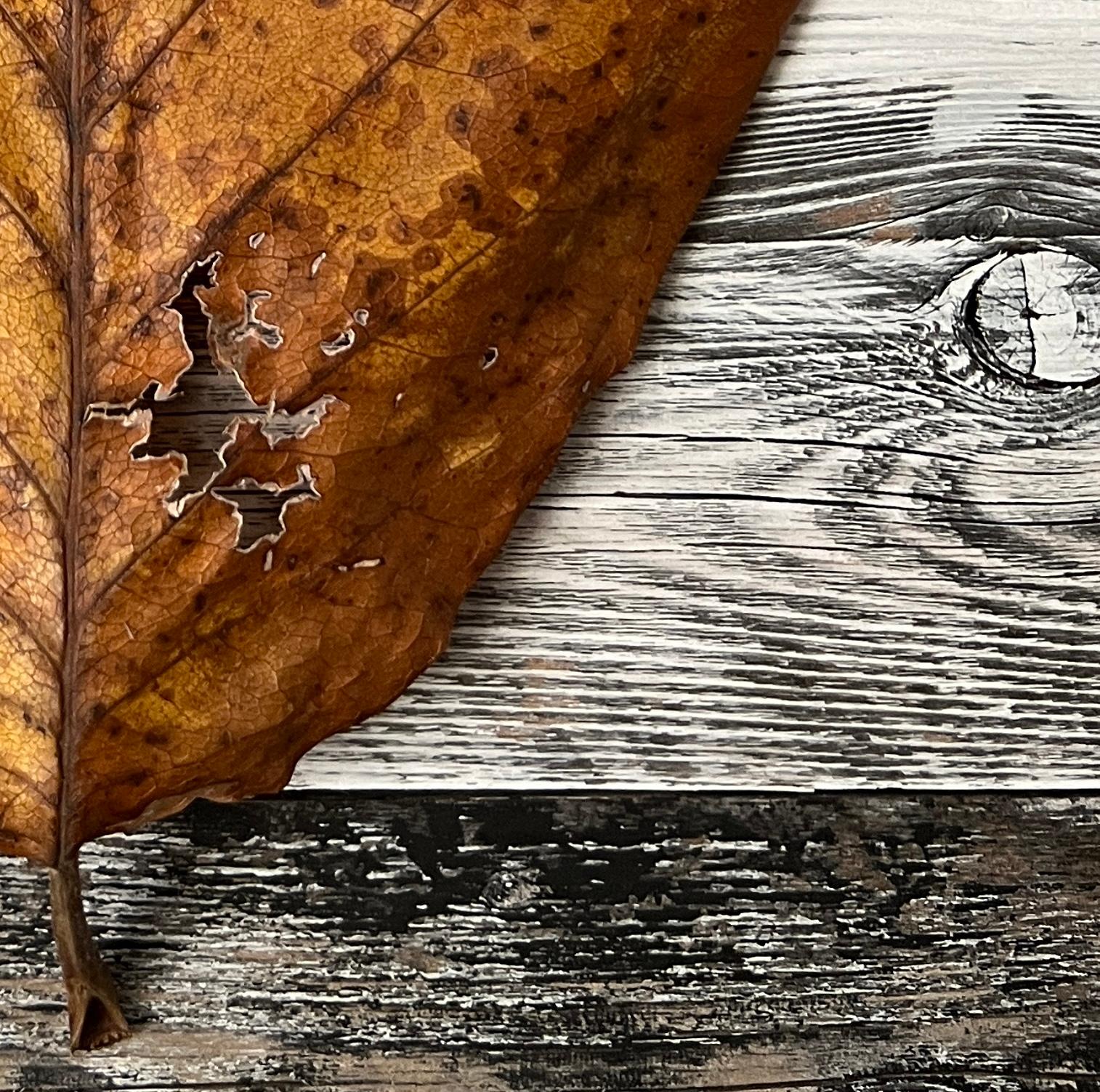 Leaves series 1931: Minimalistisches Natur-Stillleben, Blattfotografie, graue Holzmaserung – Photograph von Paul Cava